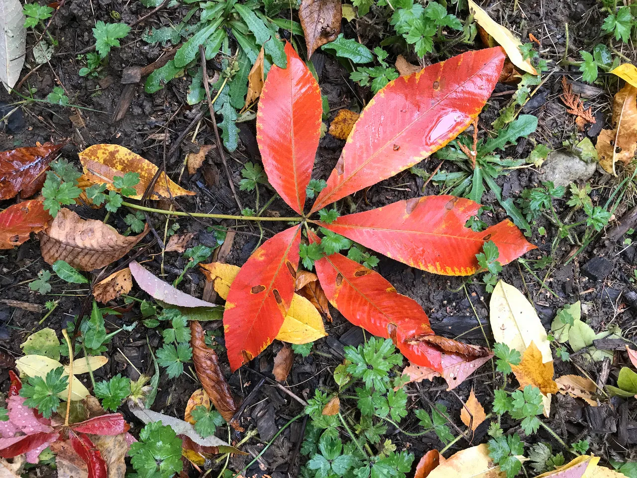 Aesculus flava (Yellow Buckeye) syn. Aesculus octandra