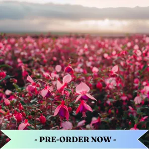 Comfortably Fuchsia Passion Fragrance Oil Pre Order