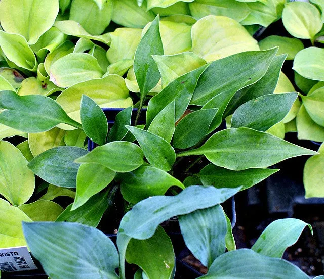 Dixie Chick Green Hosta