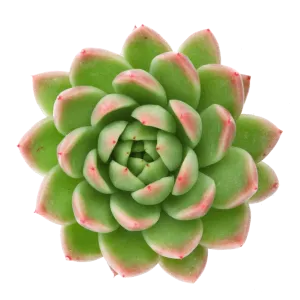 Echeveria agavoides 'Red Tip'