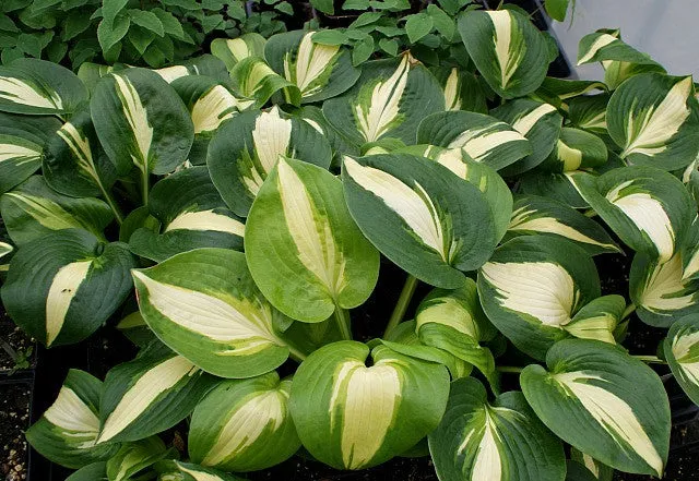 Lakeside Meter Maid Hosta