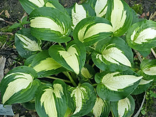 Lakeside Meter Maid Hosta