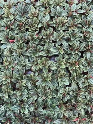 Peperomia Rosso