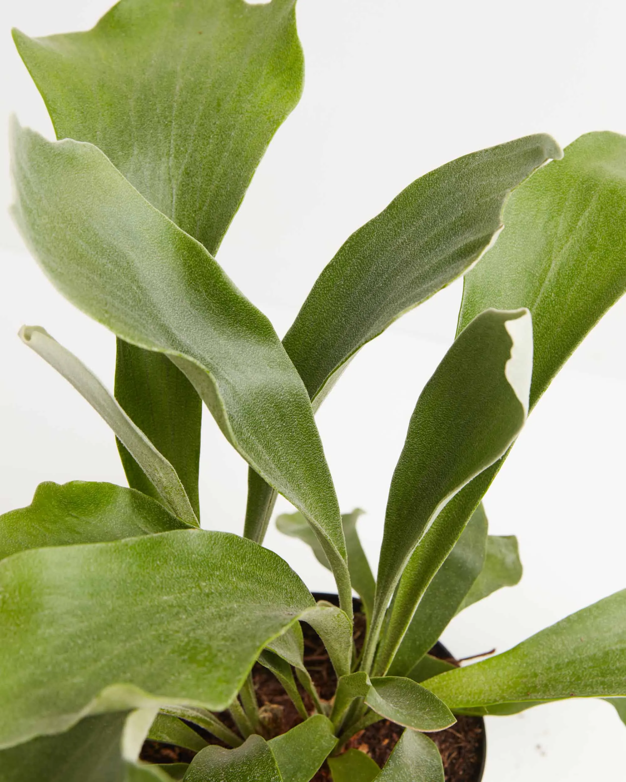 Staghorn Fern