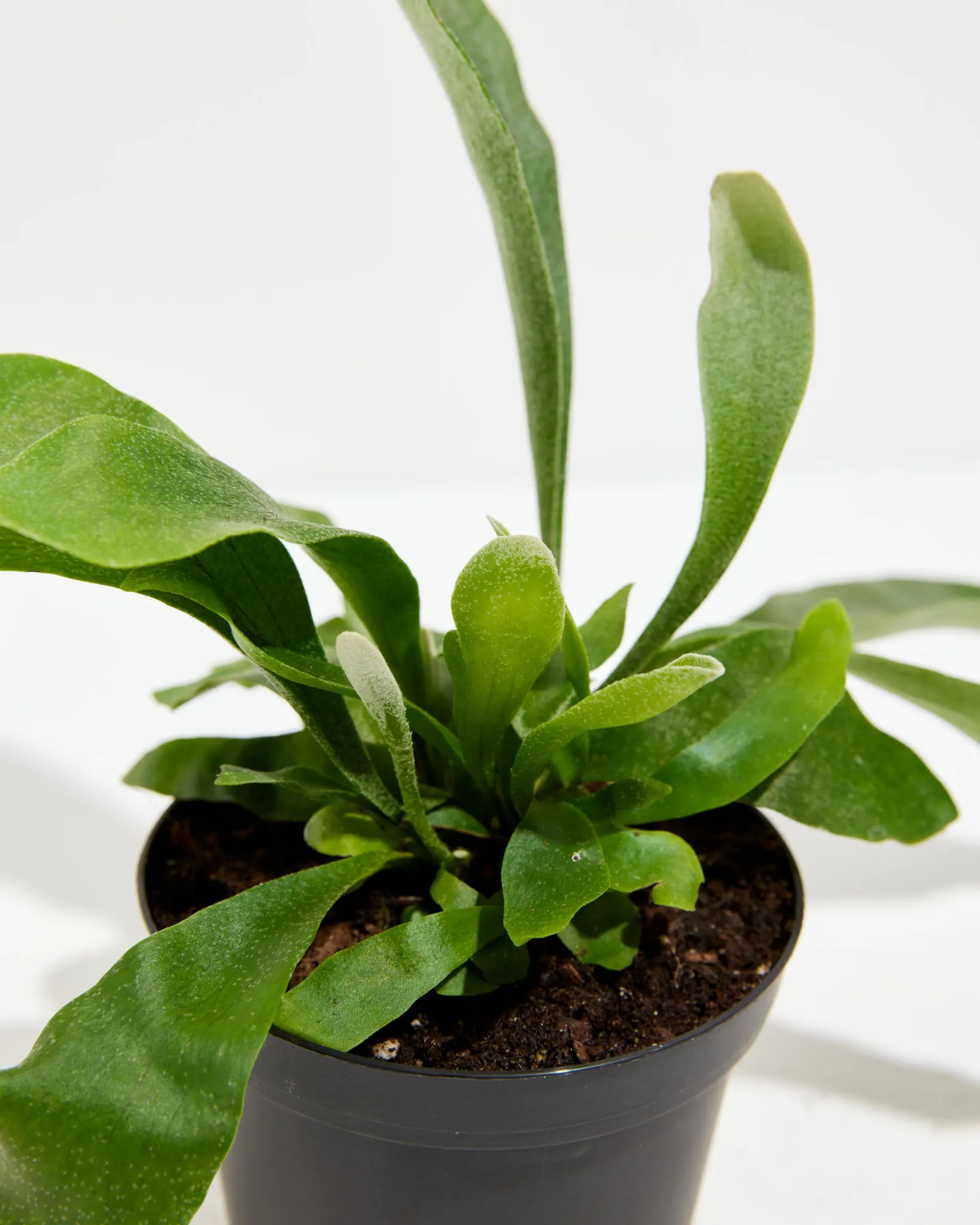 Staghorn Fern