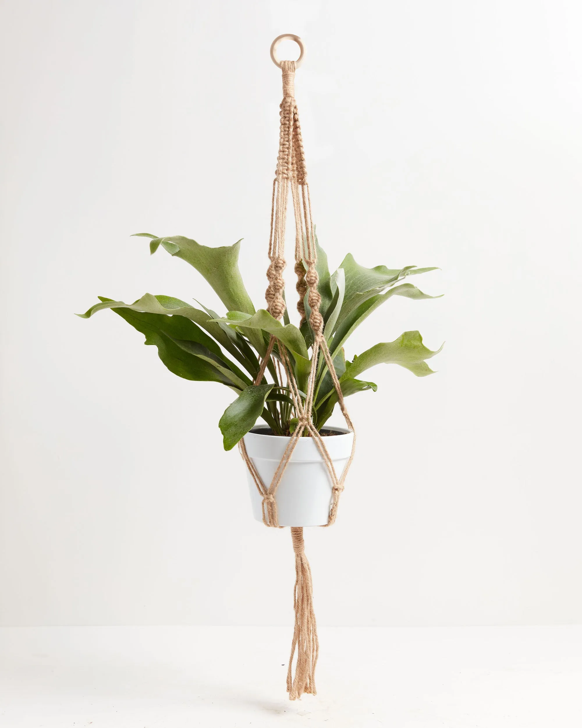 Staghorn Fern