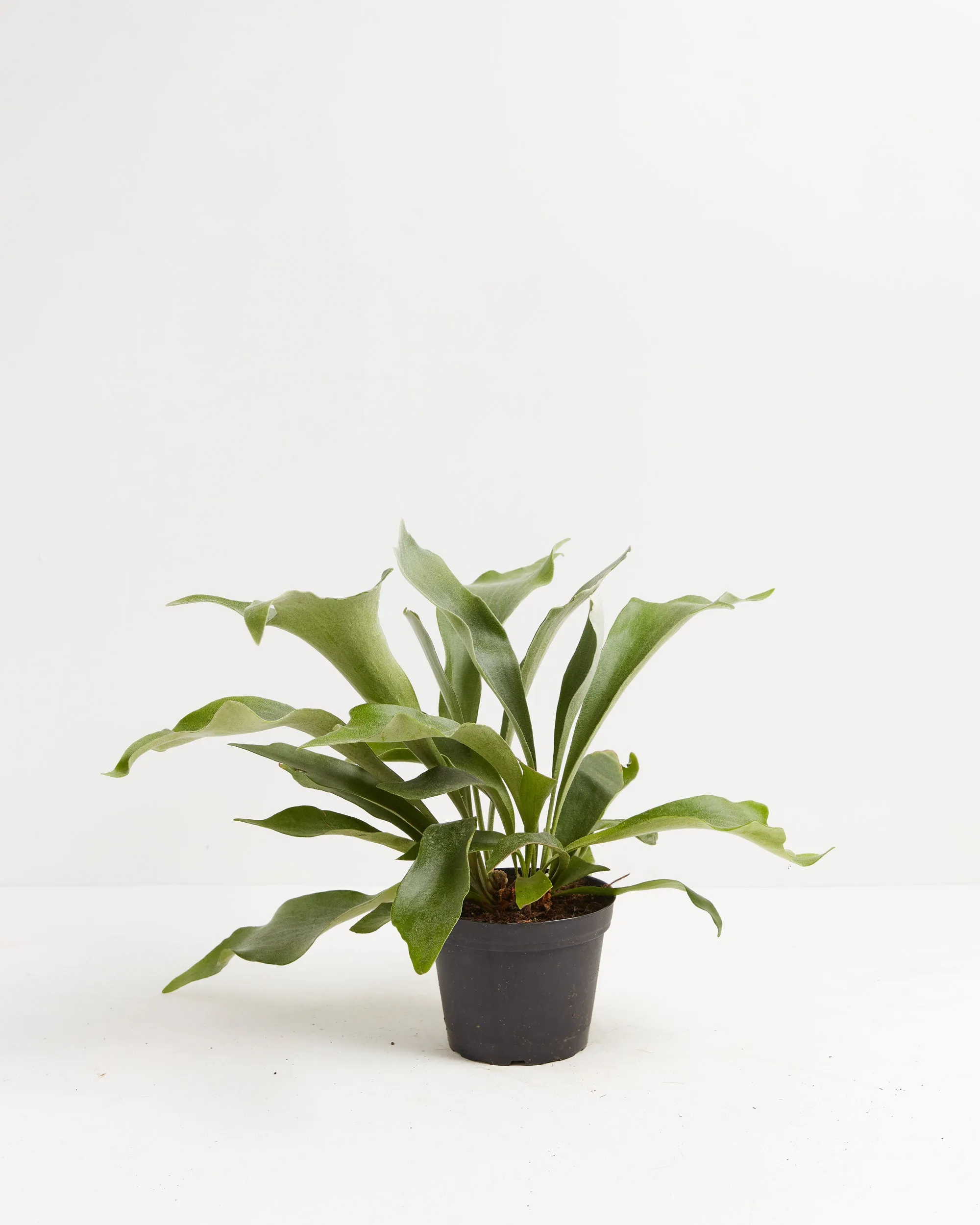 Staghorn Fern