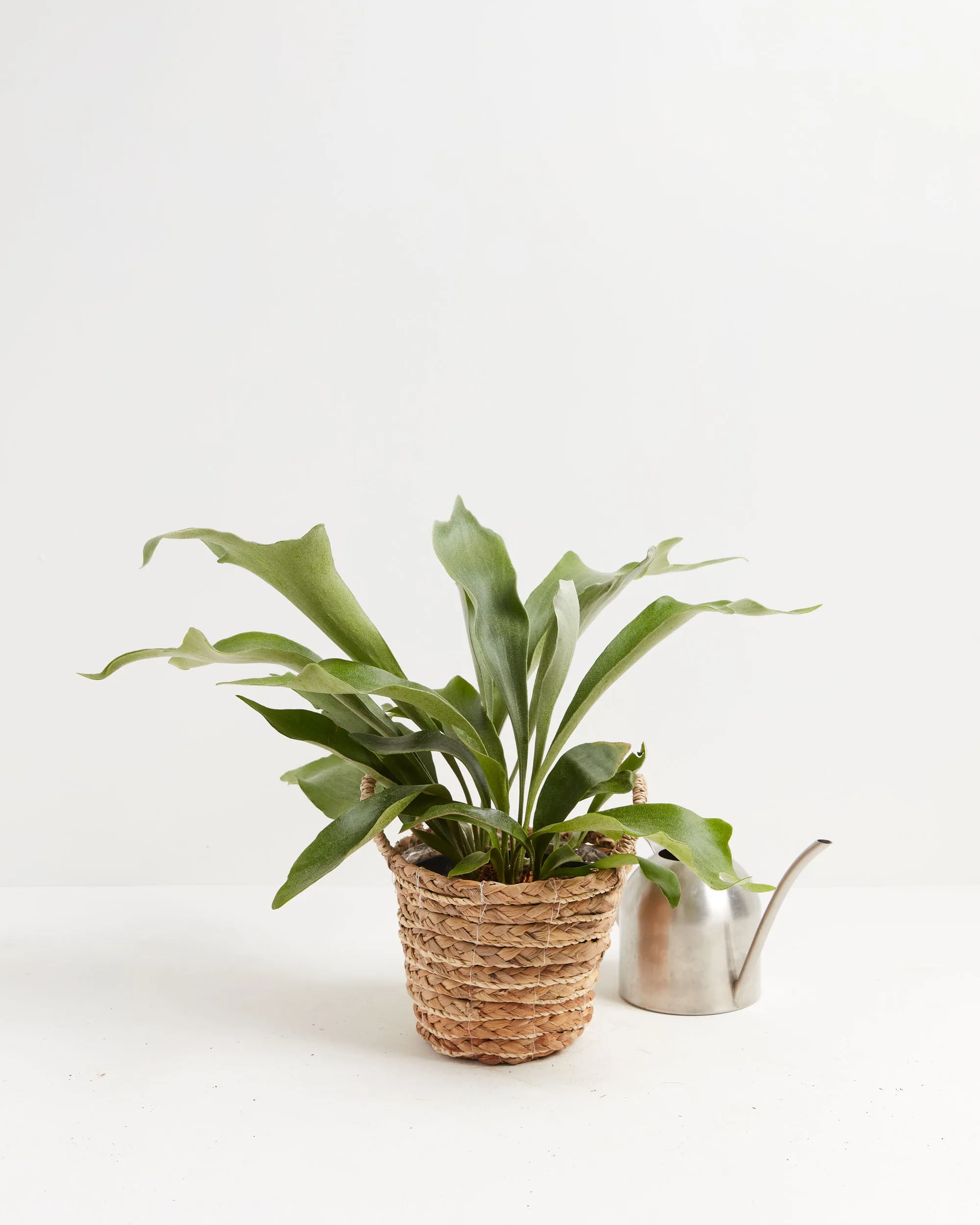 Staghorn Fern